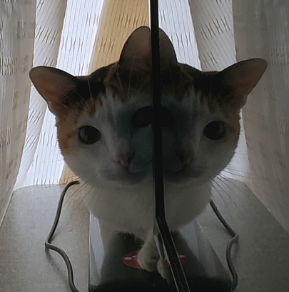 A cat with its face mirrored in a TV screen